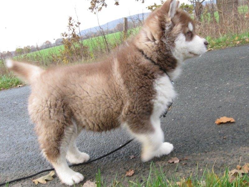 Danko 9 Wochen 2 008